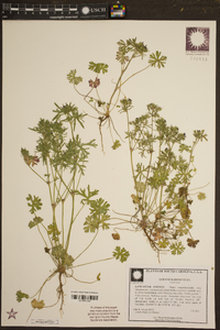 Geranium dissectum image