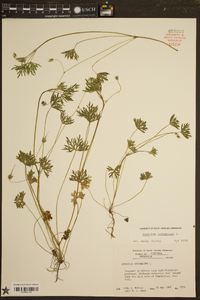 Geranium columbinum image