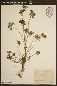 Geranium dissectum image