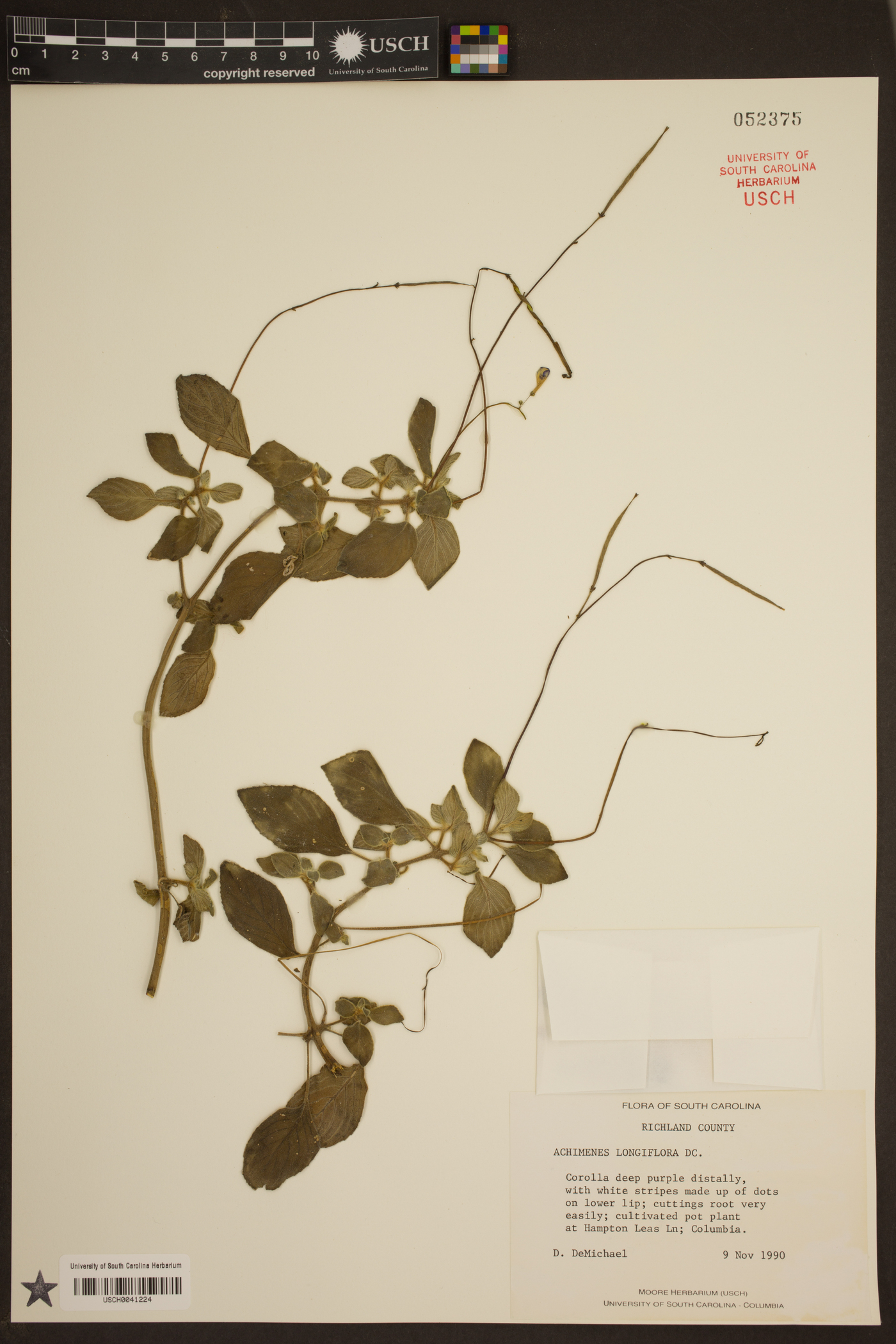 Achimenes longiflora image