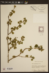 Ribes rotundifolium image