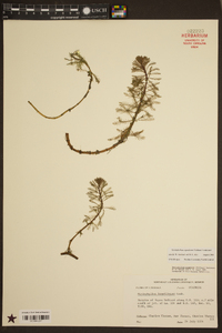 Myriophyllum aquaticum image