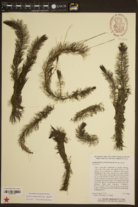 Myriophyllum heterophyllum image