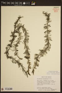 Myriophyllum heterophyllum image