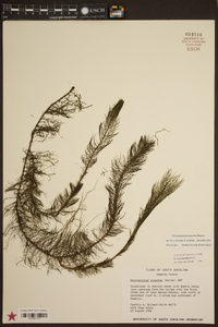 Myriophyllum heterophyllum image