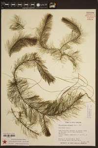 Myriophyllum heterophyllum image