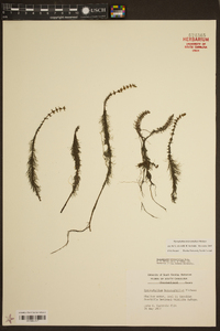 Myriophyllum heterophyllum image