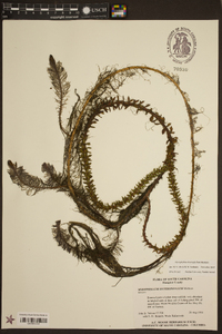 Myriophyllum heterophyllum image