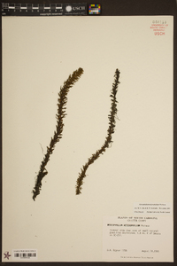 Myriophyllum heterophyllum image