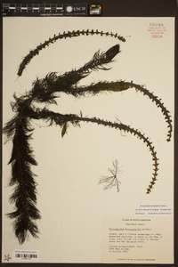 Myriophyllum heterophyllum image