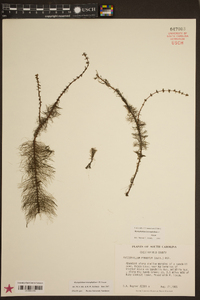 Myriophyllum heterophyllum image