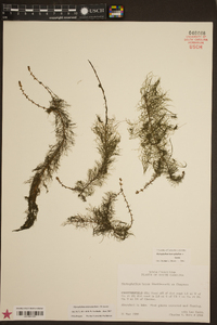 Myriophyllum heterophyllum image