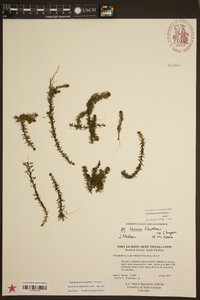 Myriophyllum heterophyllum image