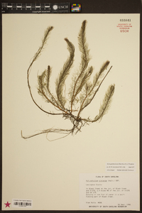 Myriophyllum laxum image