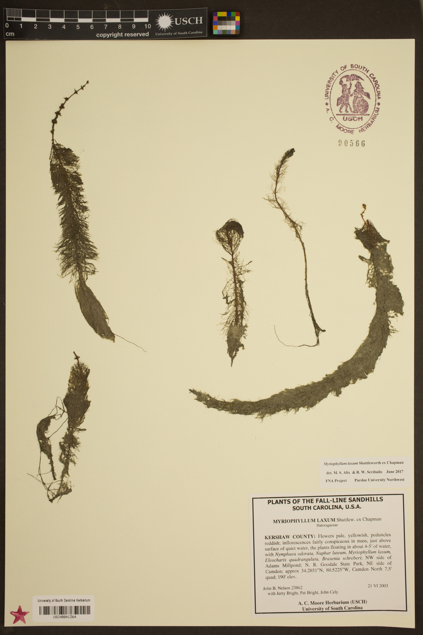 Myriophyllum laxum image