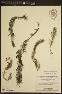 Myriophyllum pinnatum image