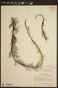 Myriophyllum heterophyllum image