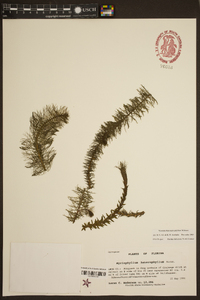 Myriophyllum heterophyllum image