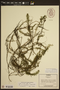 Myriophyllum pinnatum image