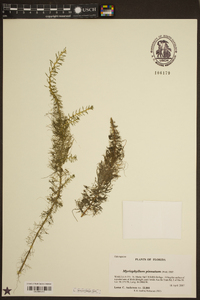 Myriophyllum pinnatum image