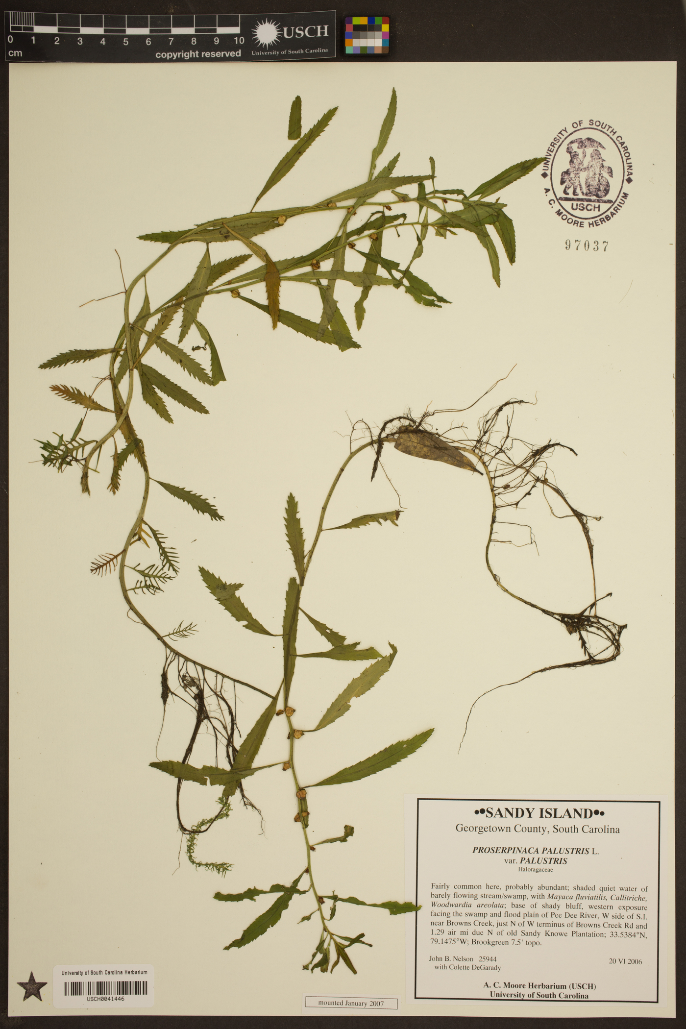 Proserpinaca palustris var. palustris image