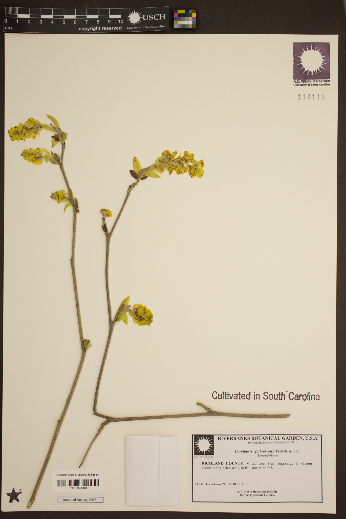 Corylopsis glabrescens image