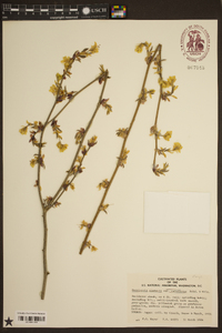 Corylopsis sinensis var. calvescens image