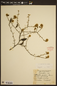 Fothergilla gardenii image