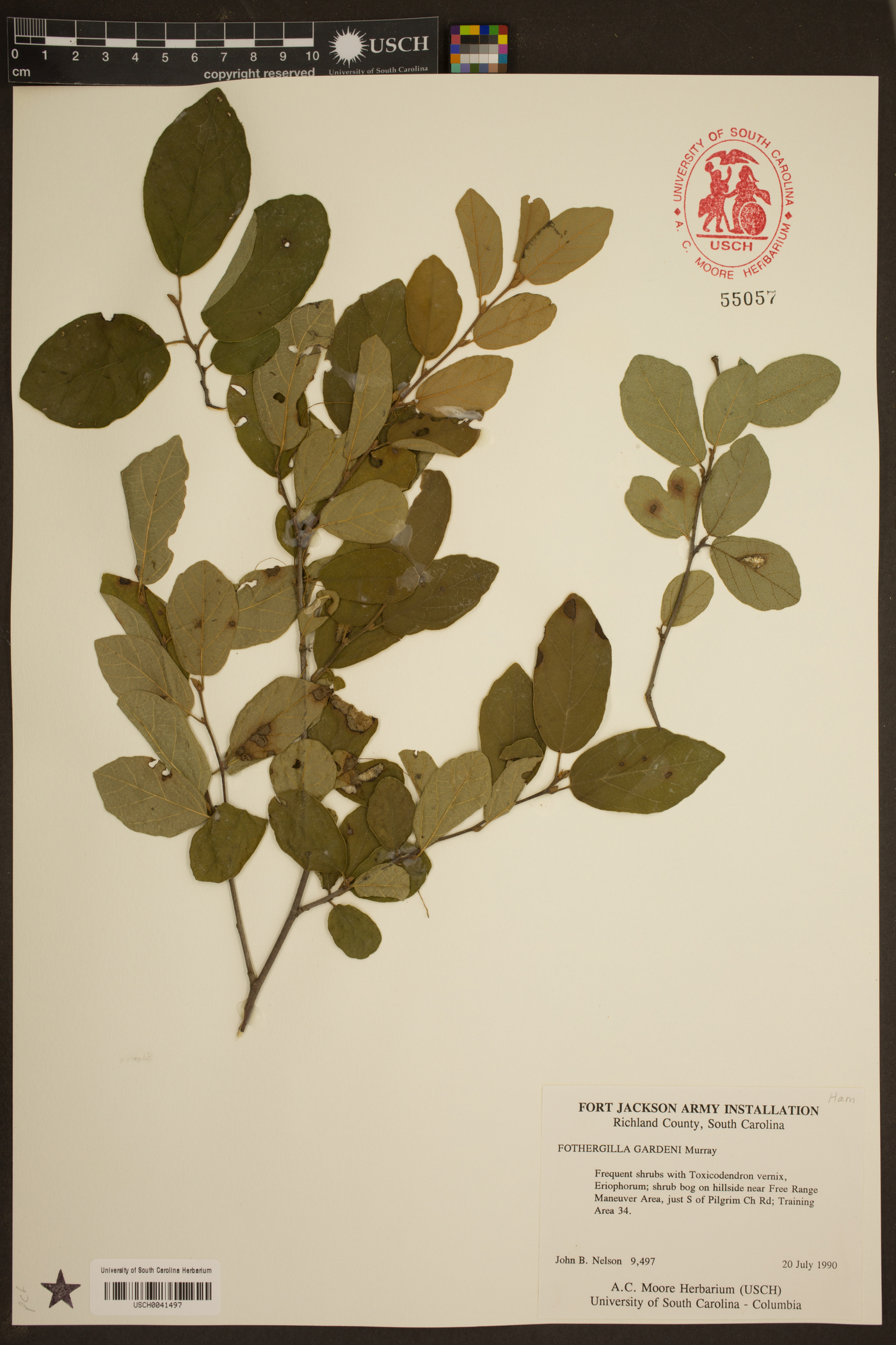 Fothergilla gardenii image