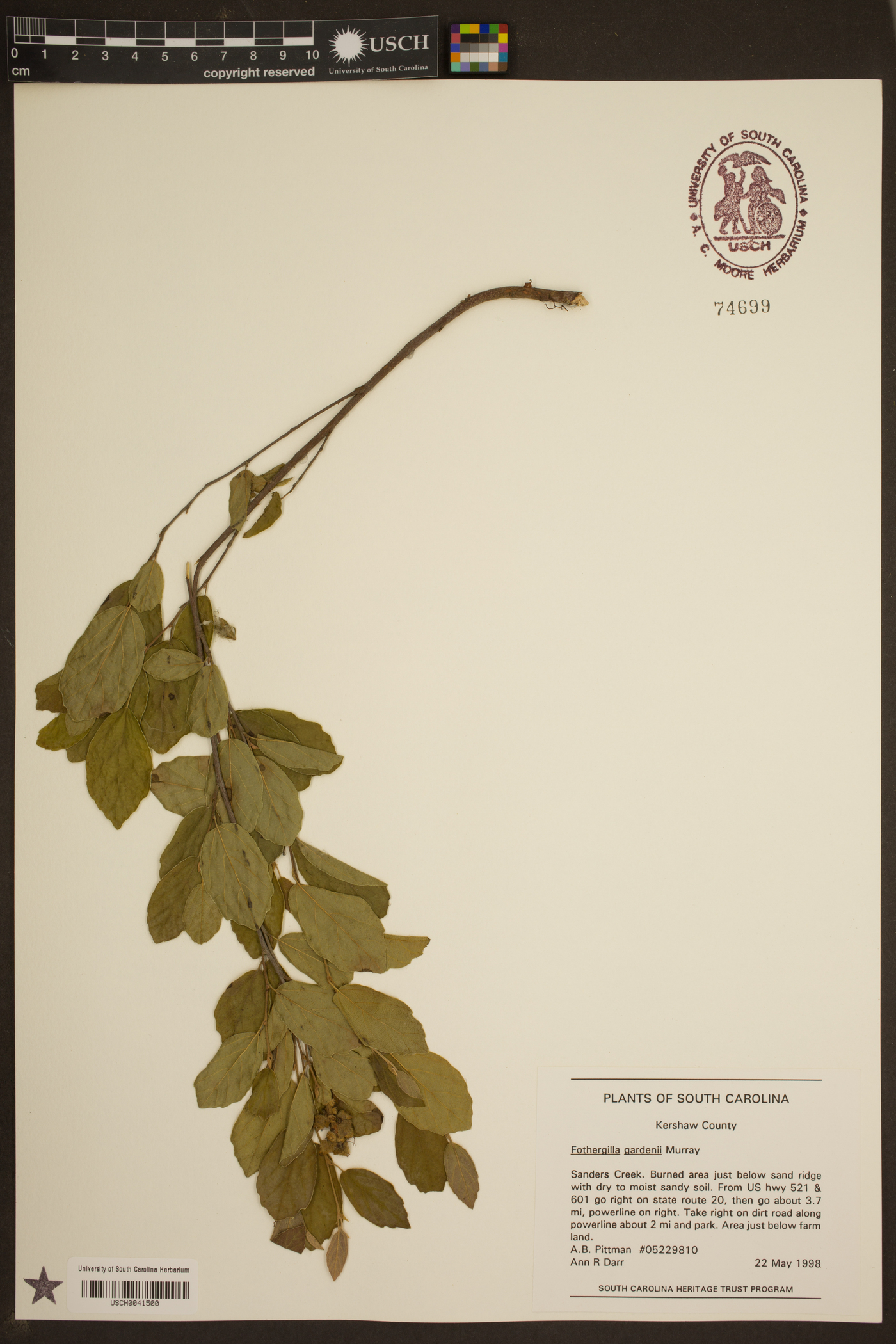 Fothergilla gardenii image