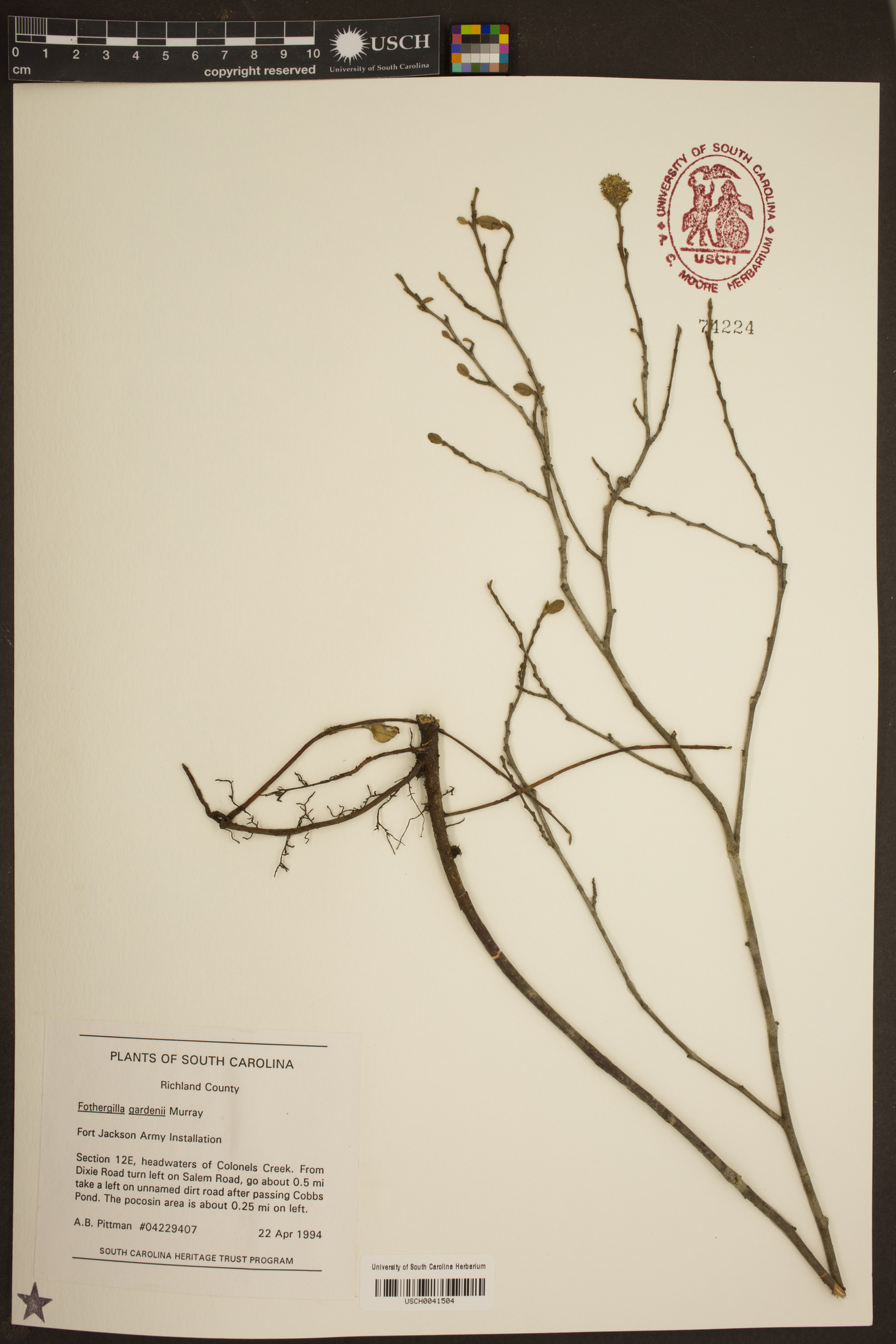 Fothergilla gardenii image