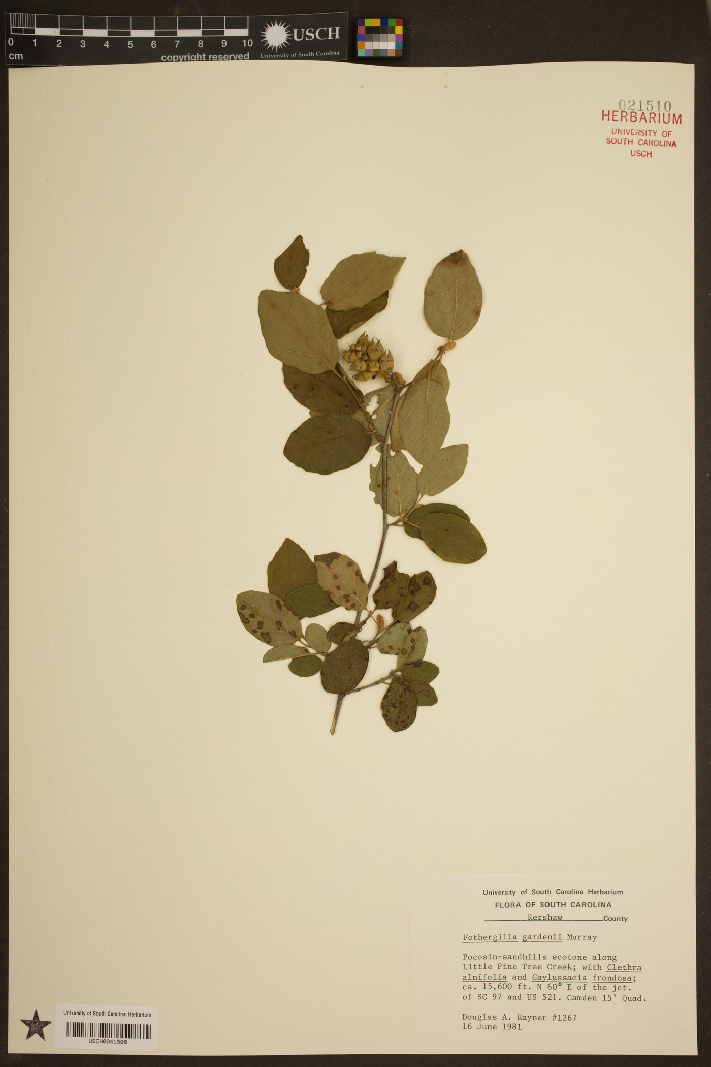 Fothergilla gardenii image
