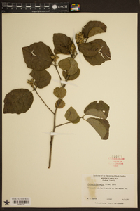 Fothergilla major image