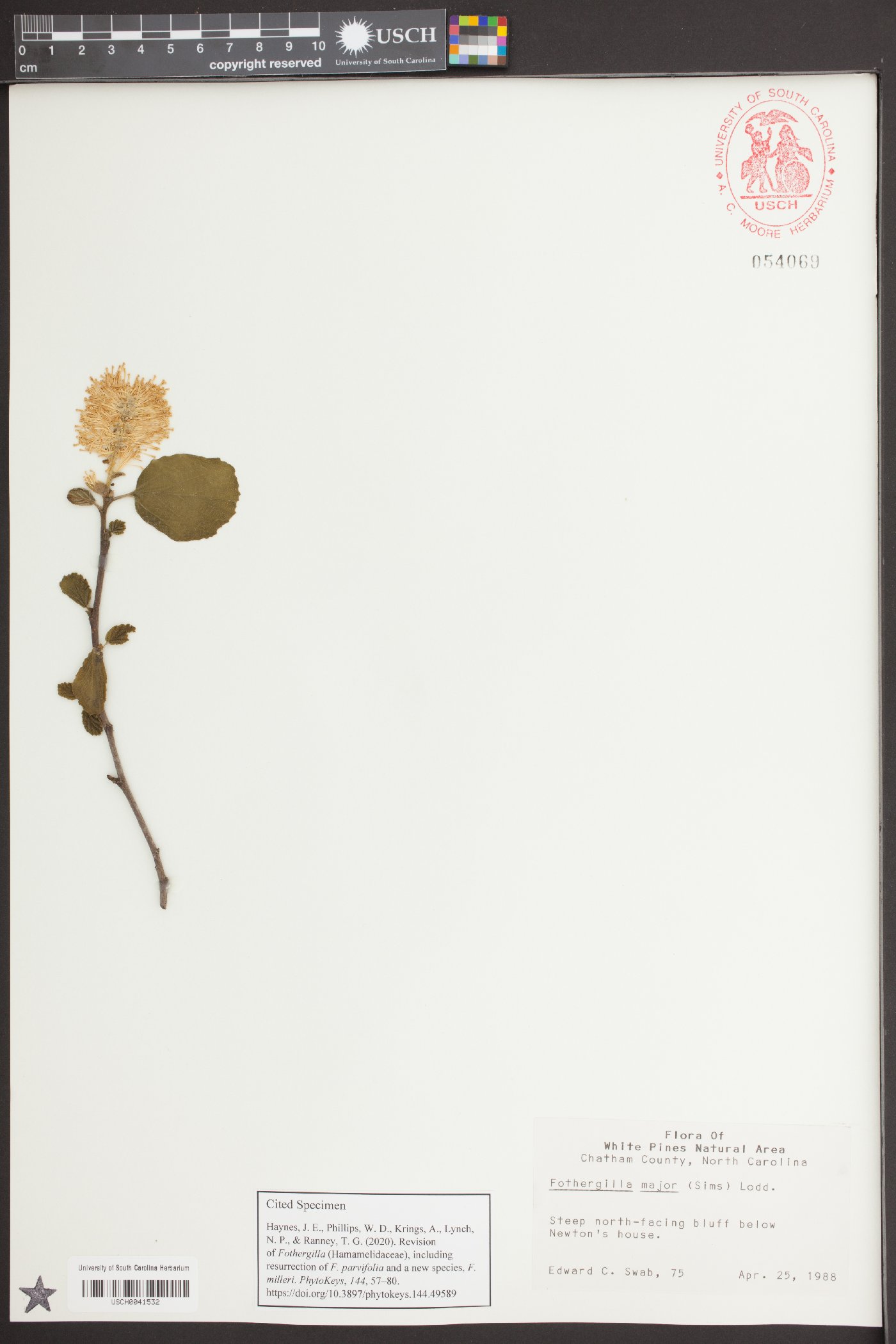 Fothergilla major image