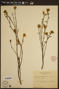 Fothergilla gardenii image