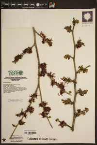 Hamamelis vernalis image