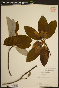 Magnolia virginiana image