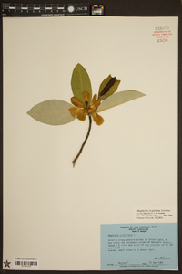 Magnolia virginiana image