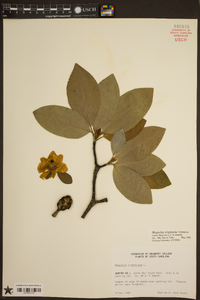 Magnolia virginiana image