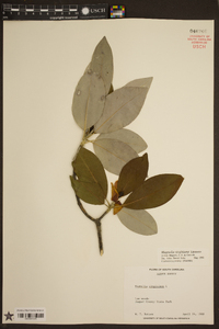 Magnolia virginiana image