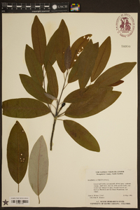 Magnolia virginiana image