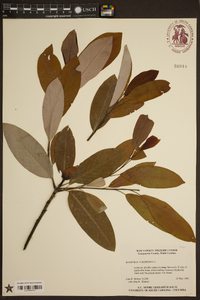 Magnolia virginiana image