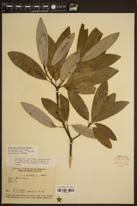 Magnolia virginiana image