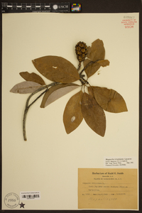 Magnolia virginiana image