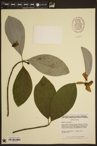 Magnolia virginiana image