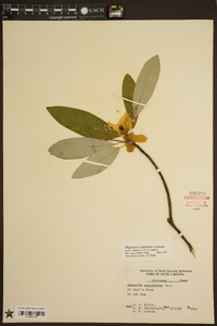 Magnolia virginiana image