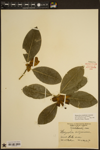 Magnolia virginiana image