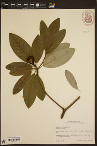 Magnolia virginiana image