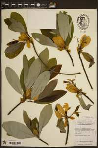 Magnolia virginiana image