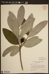 Magnolia virginiana image